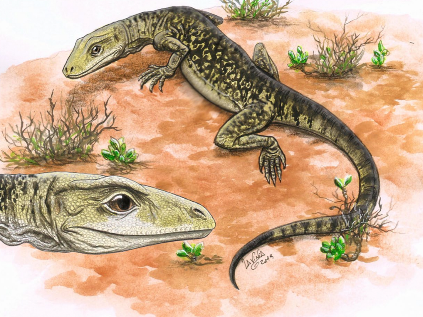 Artist’s impression of Cryptovaranoides when it was alive