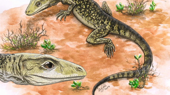 A key to lizard evolution was buried in a museum cupboard for 70 years
