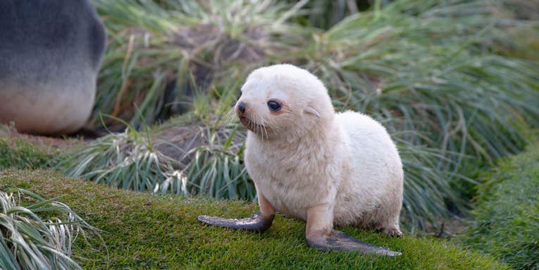 Saving seals may come at the cost of fragile flora