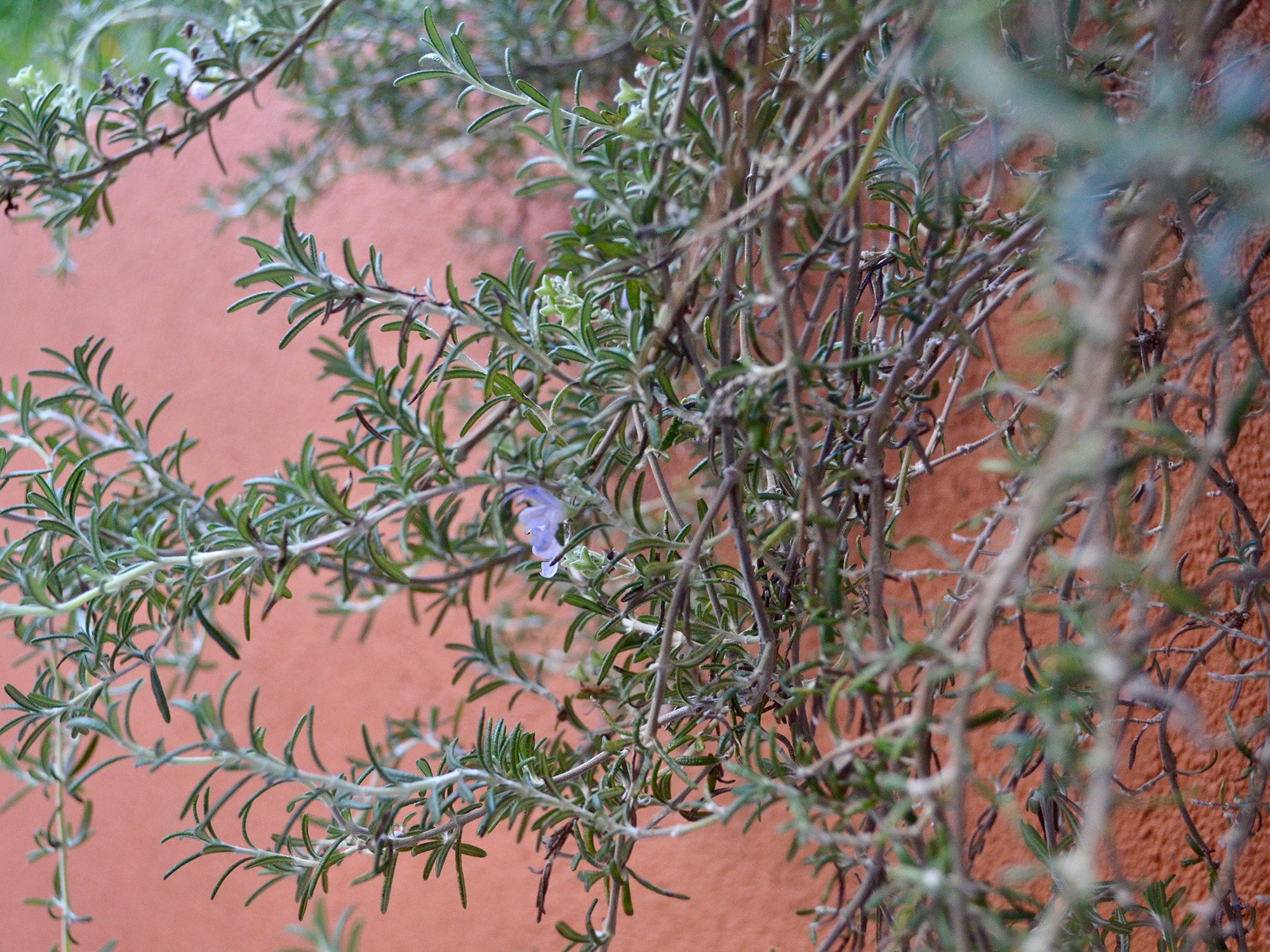 rosemary-bush