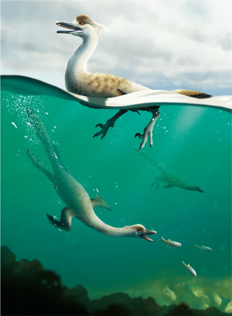 The reconstruction shows the proposed swimming behaviour of Natovenator polydontus.