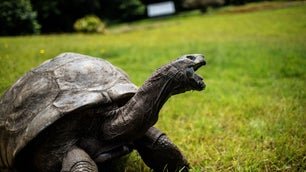 The tortoise, the myth, the legend: Jonathan turns 190