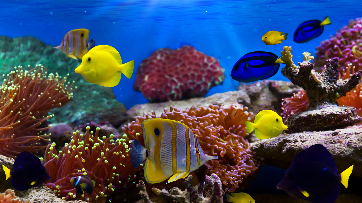 Brightly colored tropical fish in a coral reef