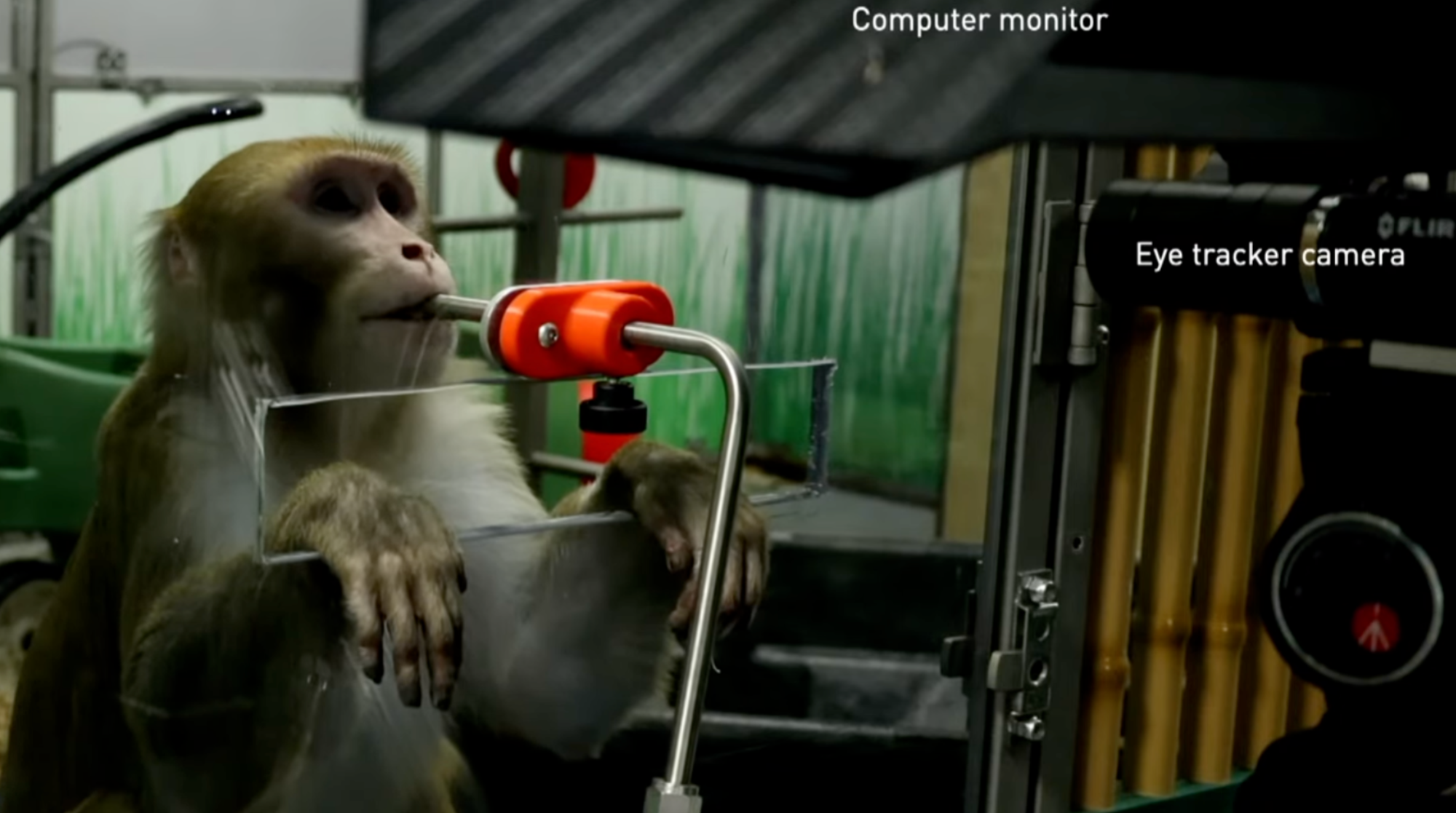 Sake, the macaque, at last week's Neuralink presentation. 
