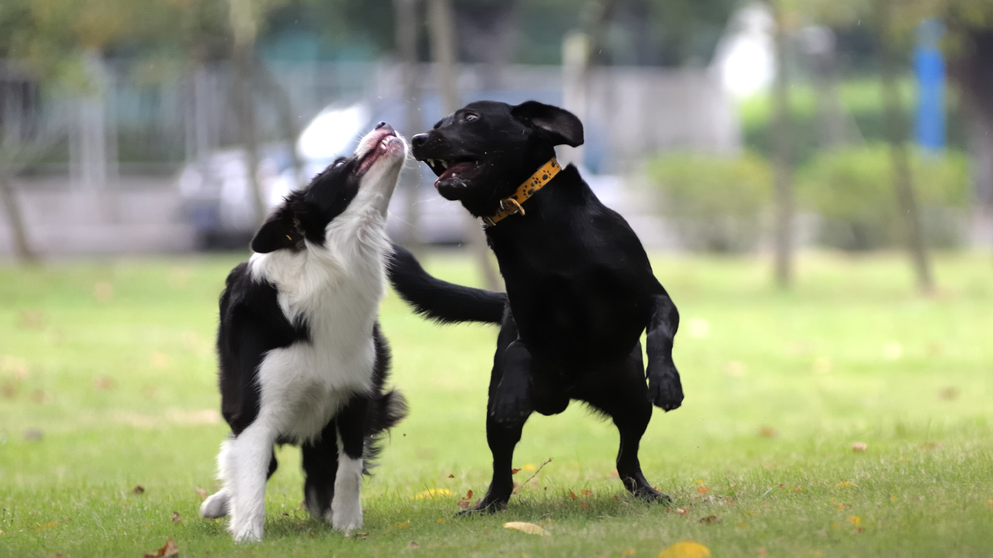Two dogs nipping at each other