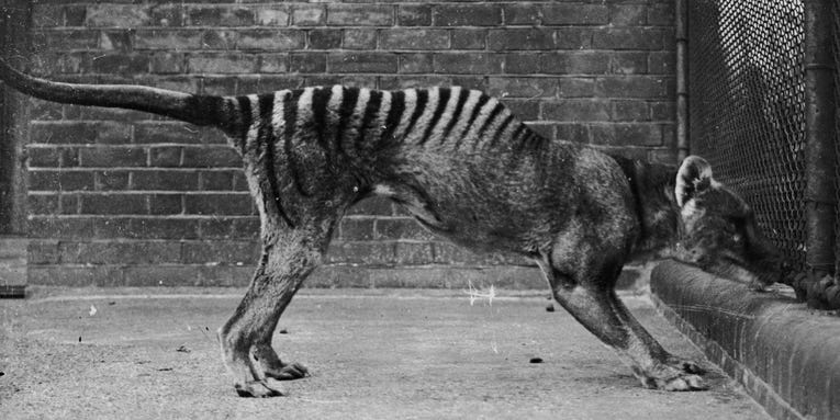 The last Tasmanian tiger’s remains were finally found—in a cupboard