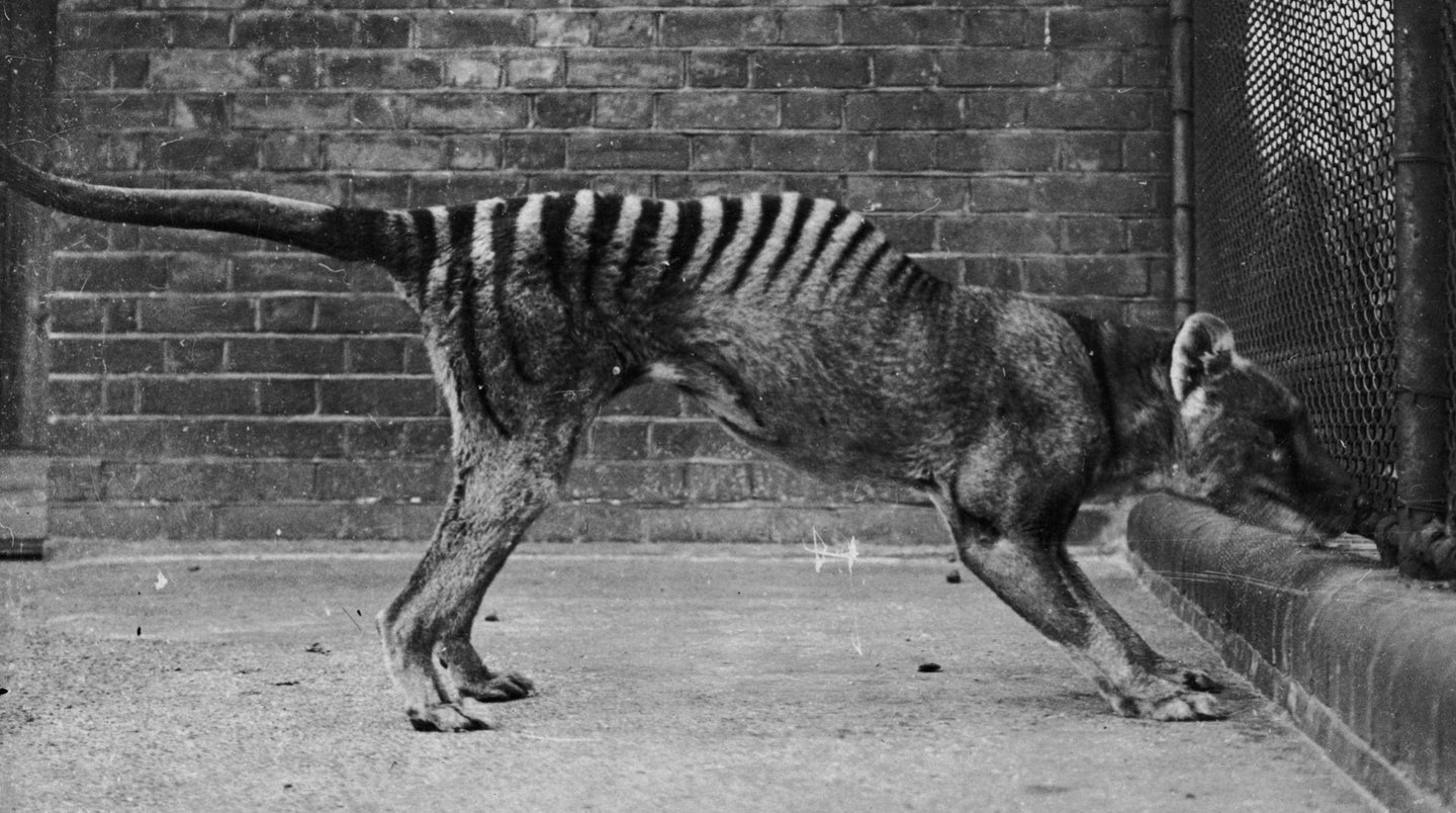 A thylacine or 'Tasmanian wolf', or 'Tasmanian tiger' in captivity, circa 1930. 