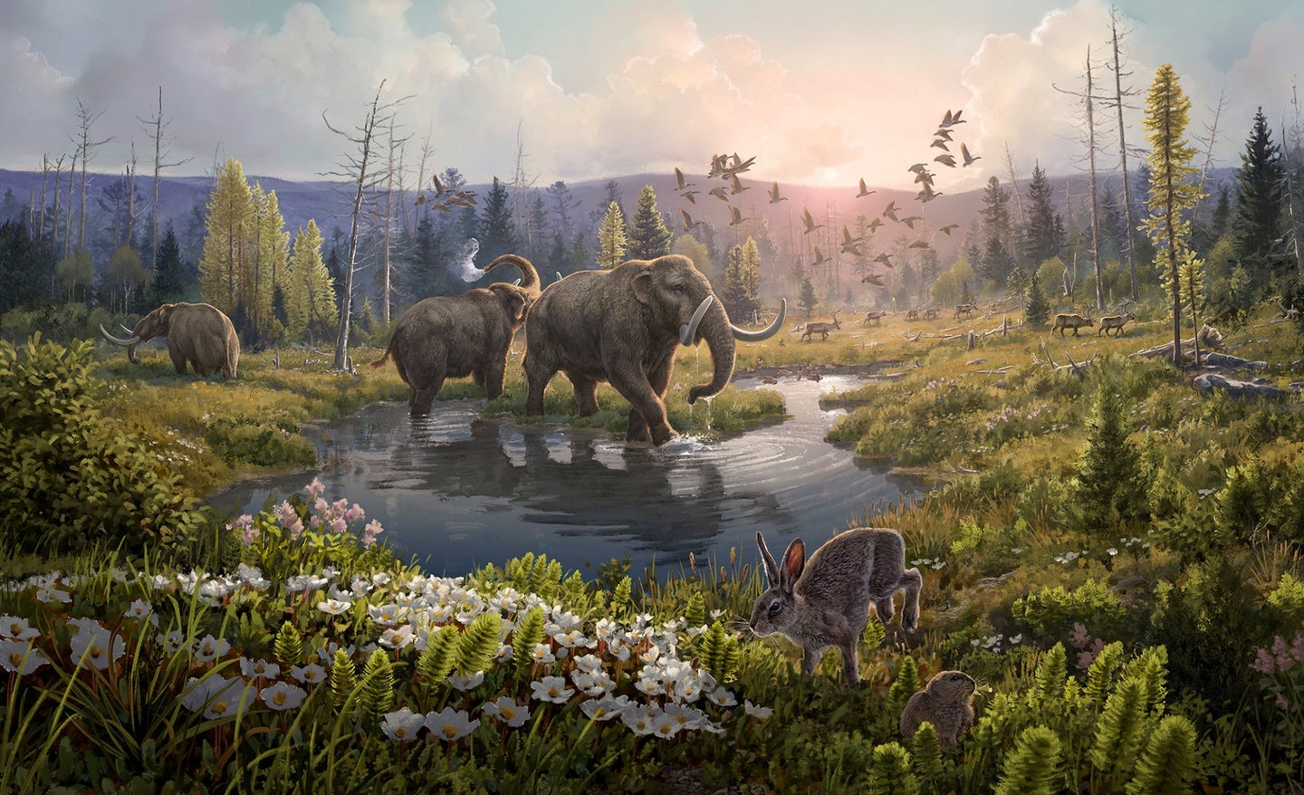 Woolly mammoths in forests in Greenland after eDNA reconstruction. The scene is an illustration.