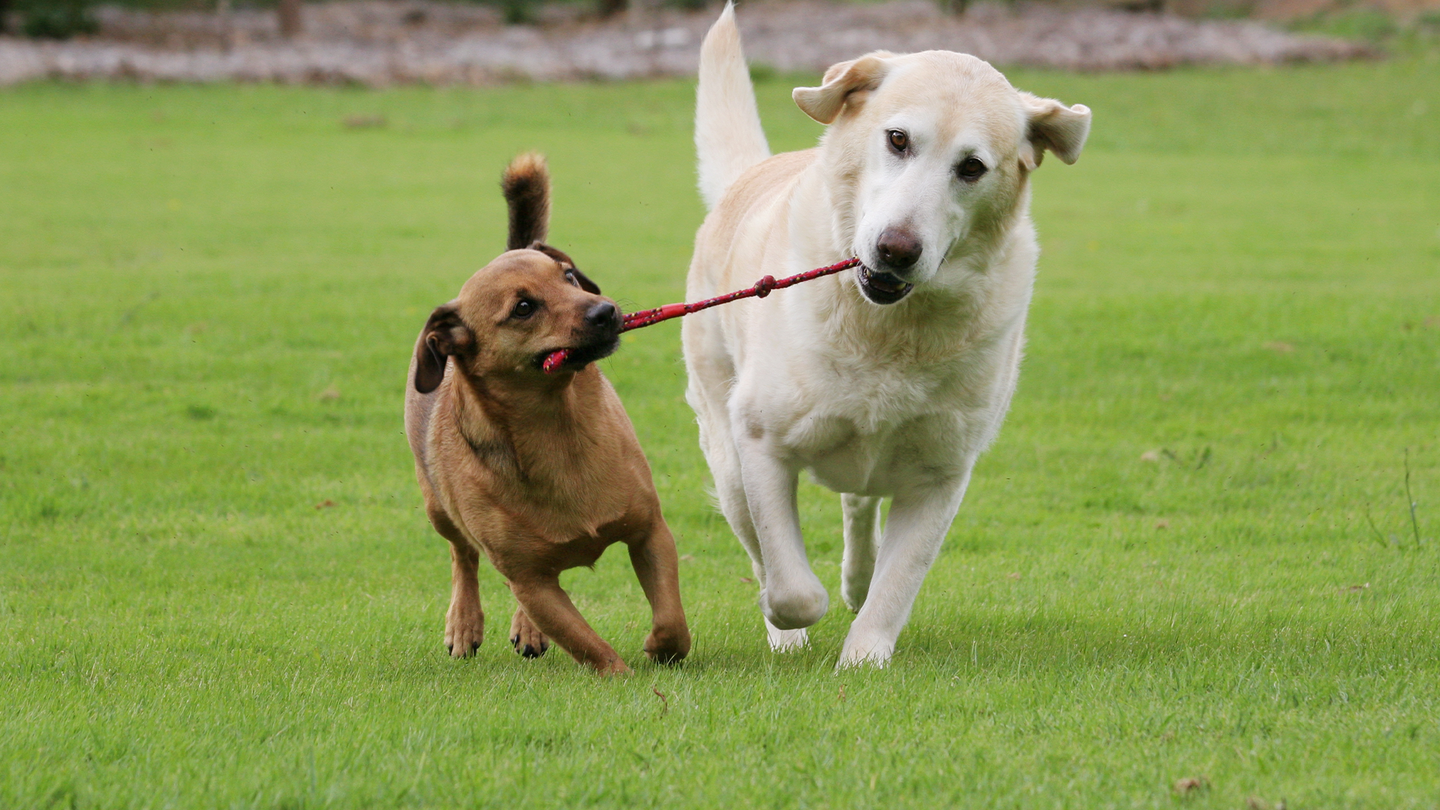 A Labrador and a terrier play with a rope toy.