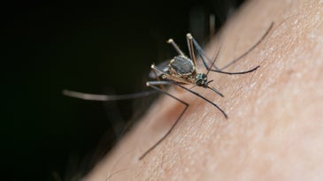 Debunked: Vitamins and supplements won’t keep mosquitos from biting you