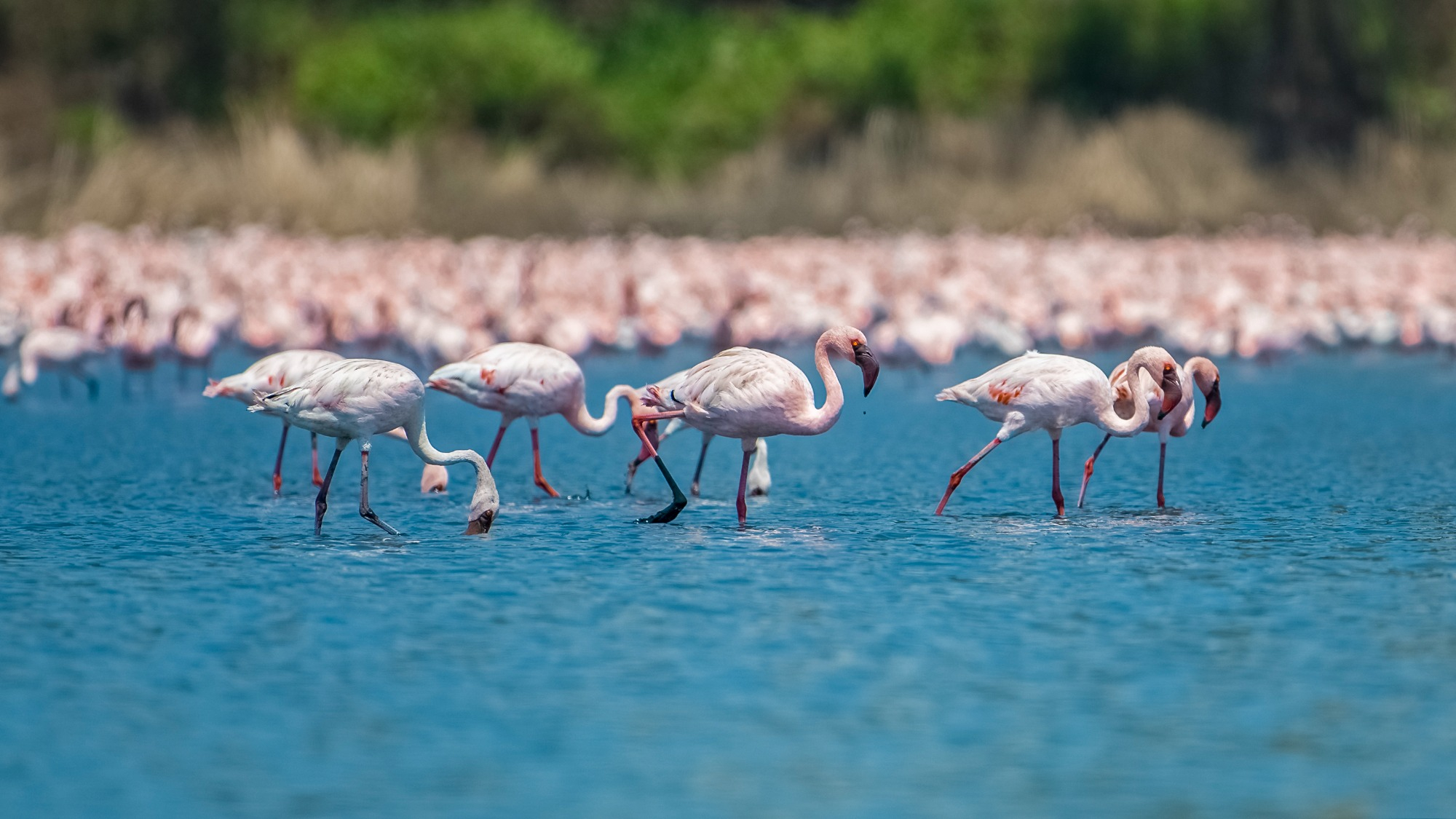 For several decades, flocks of lesser and greater flamingos have returned to a sliver of wetlands on the shoreline of Mumbai, India, increasing the population 13-fold. Their arrival has been a source of pride for local people, but development pressures are threatening the habitat of these feathered residents.