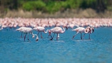Flamingoes become an accidental source of pride in Mumbai