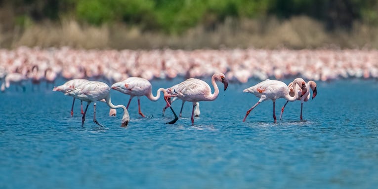 Flamingoes become an accidental source of pride in Mumbai