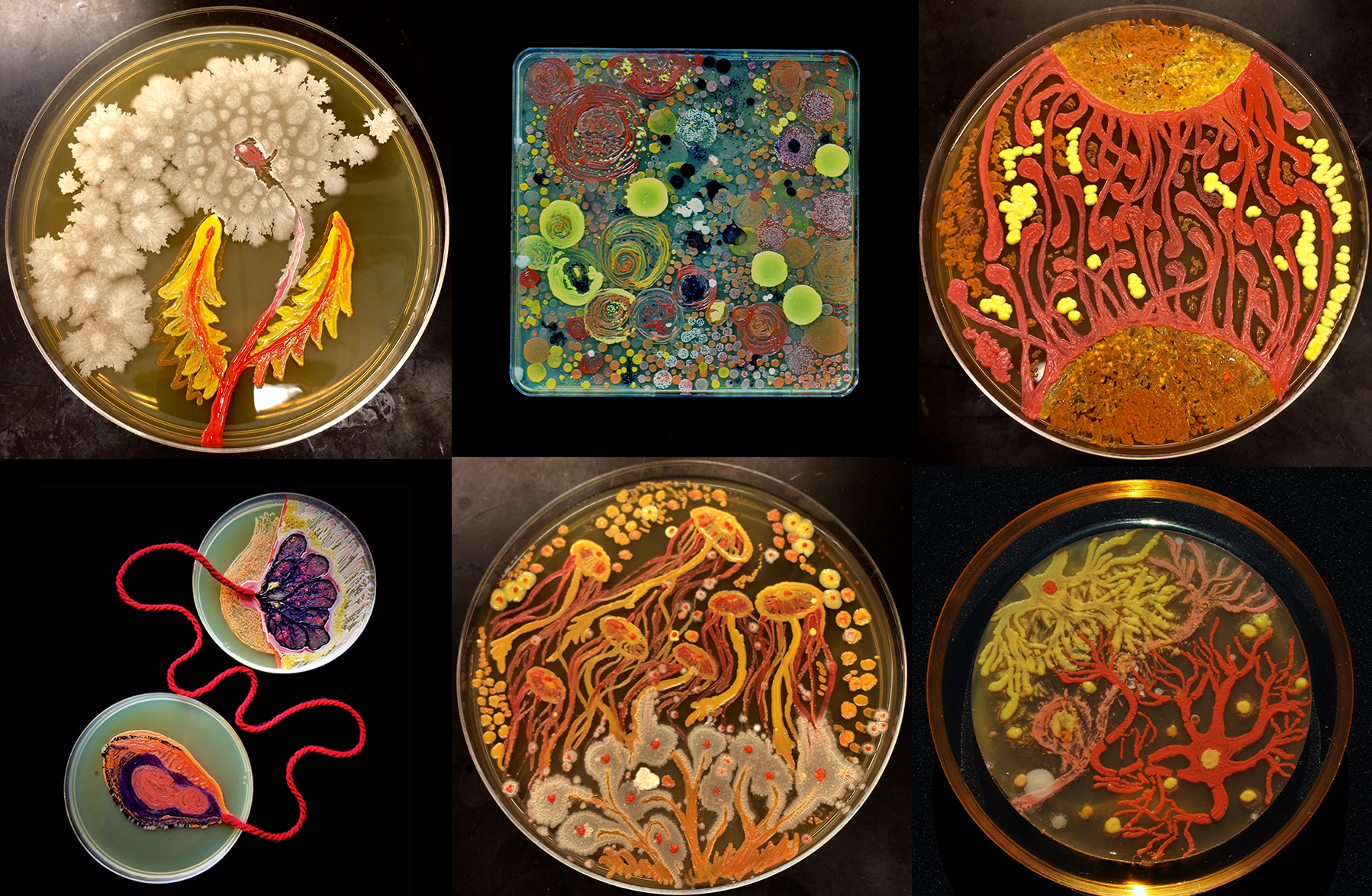 These intricate ‘living’ paintings are teeming with microscopic organisms