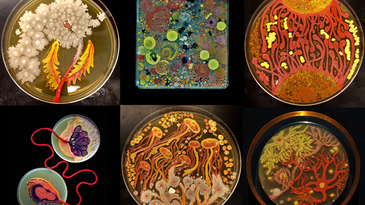 These intricate 'living' paintings are teeming with microscopic organisms