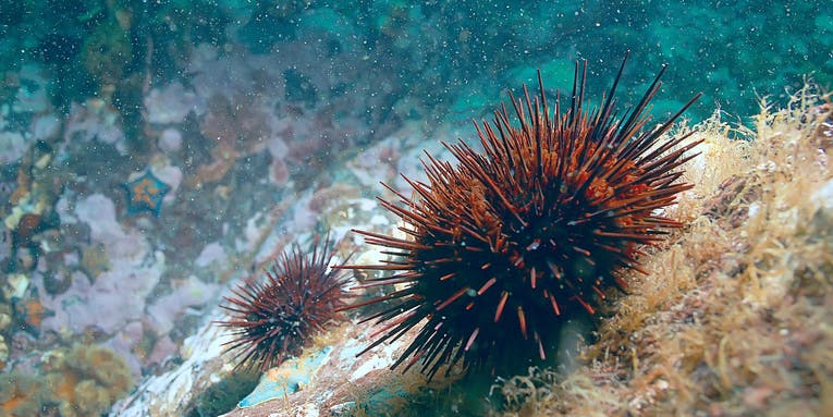 Sea urchin sperm is surprisingly useful to robotics experts
