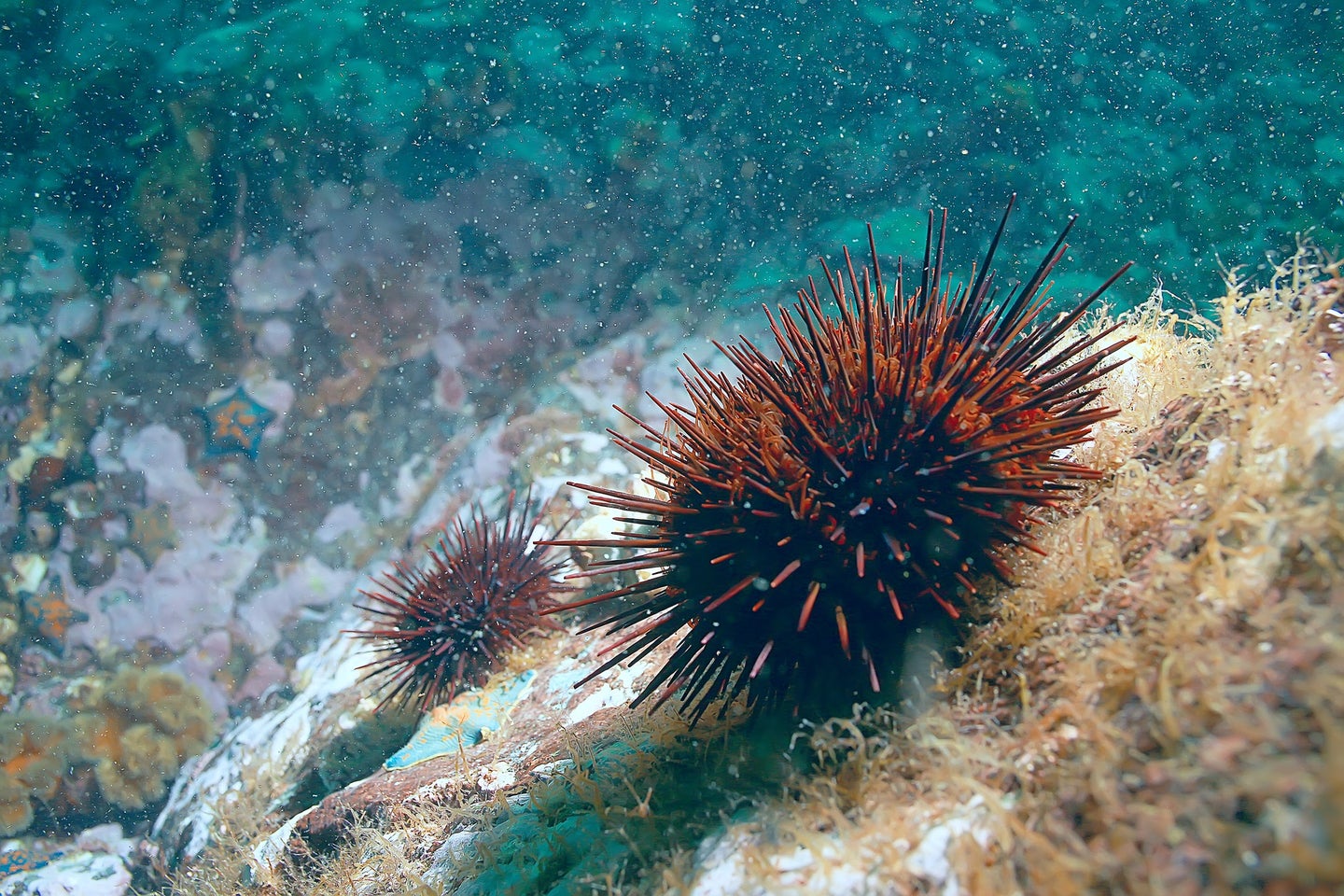 Purple sea urchins underwater releasing eggs and sperms during the mating process