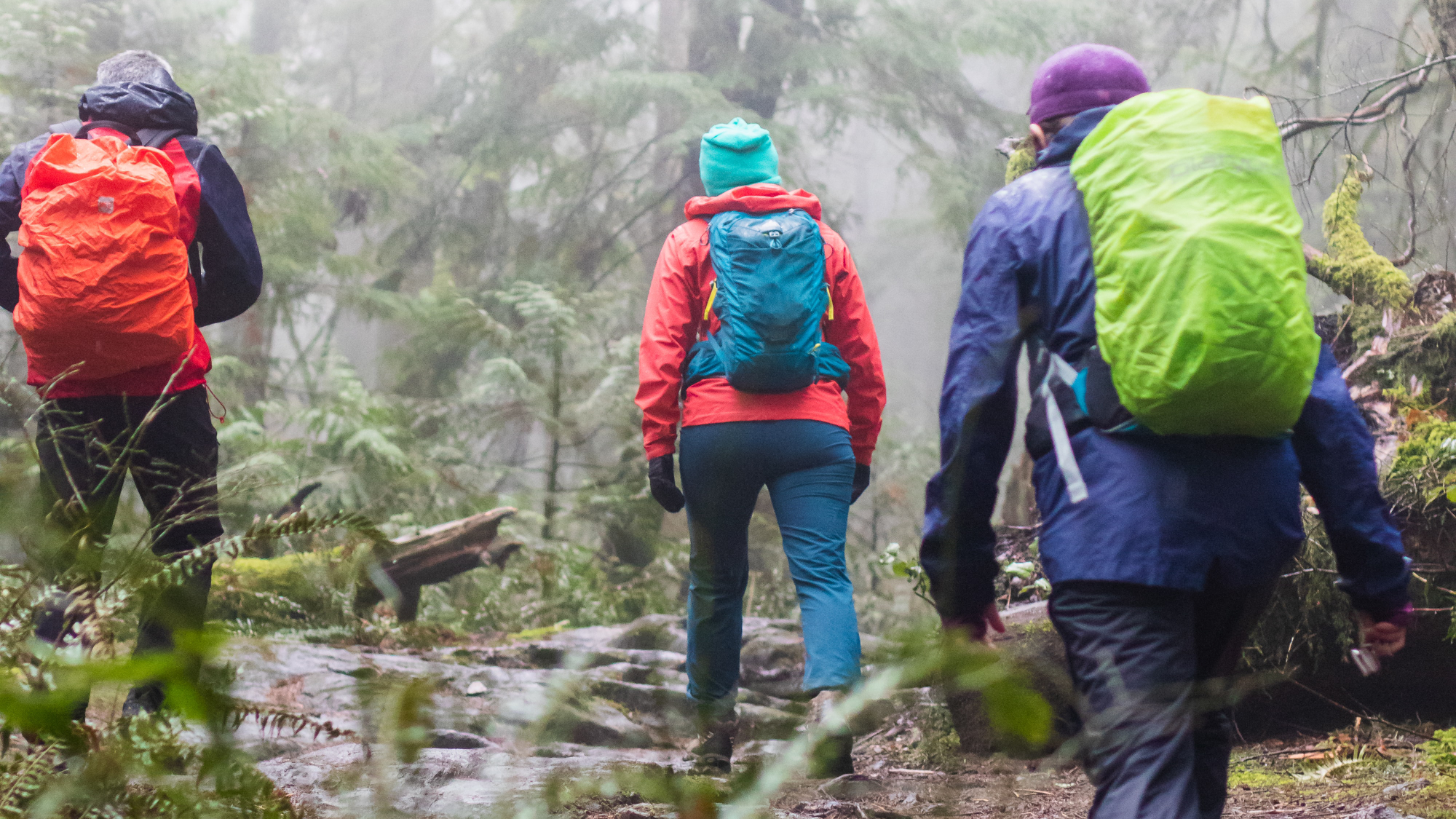 Three hikers in rain jackets and other rain gear, hiking through a wet forest, hopefully with well-maintained waterproofing.