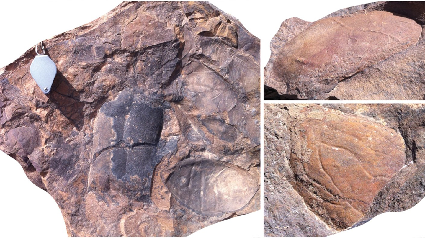 Large fossilized fragments of free swimming arthropods