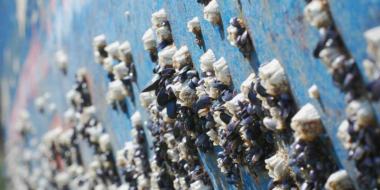 Better anti-barnacle coating could keep ships smooth with less harm to ocean life
