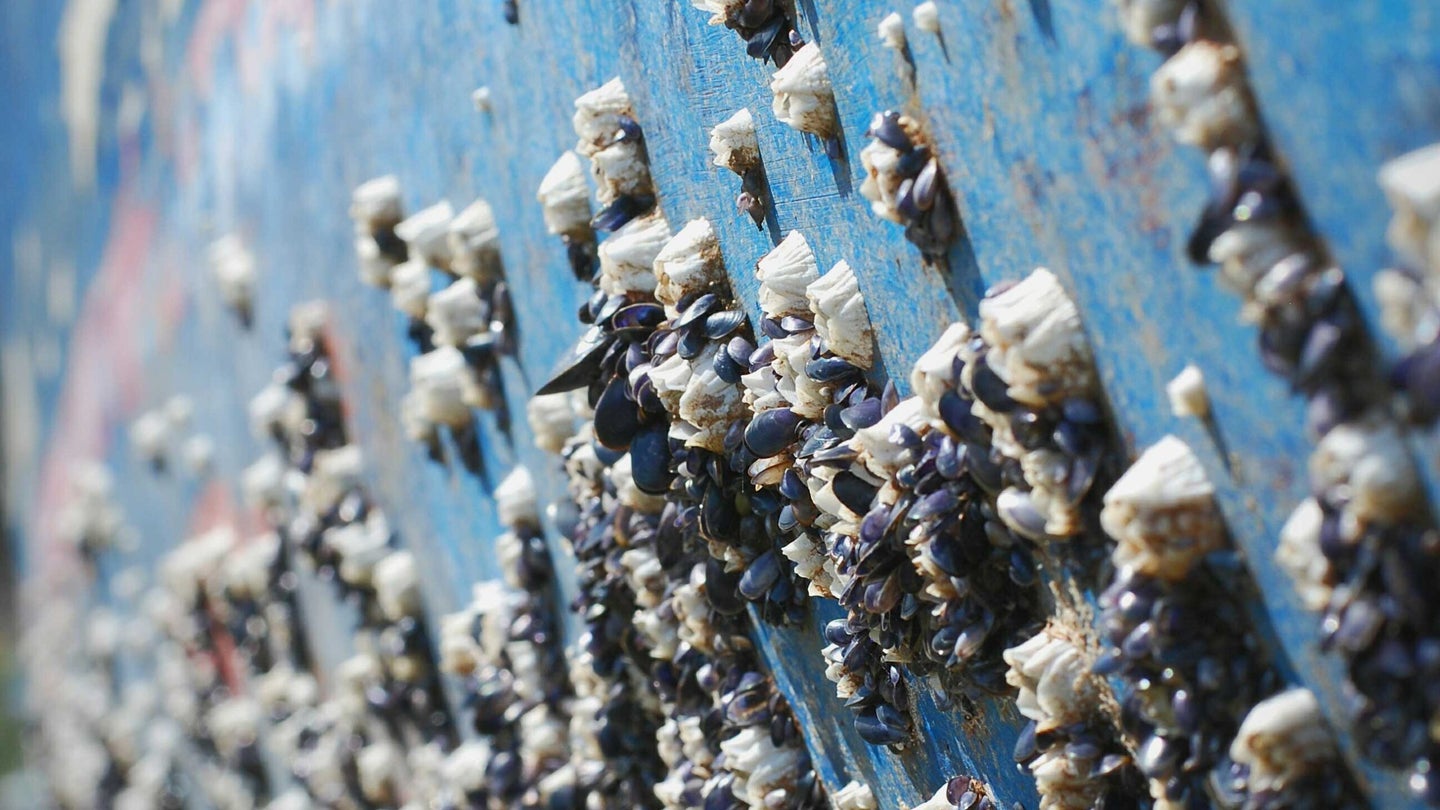 Barnacles on the side of the ship