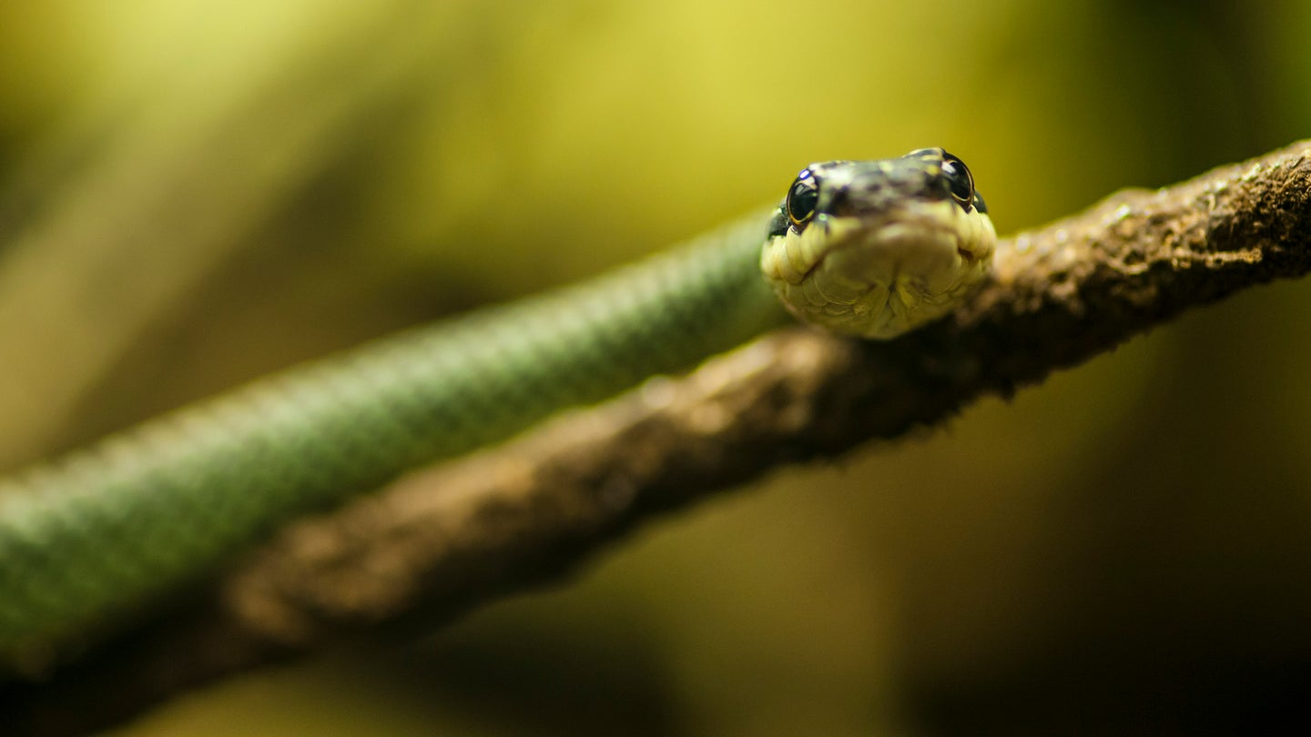 Green flying snake resting on tree branch looking at camera