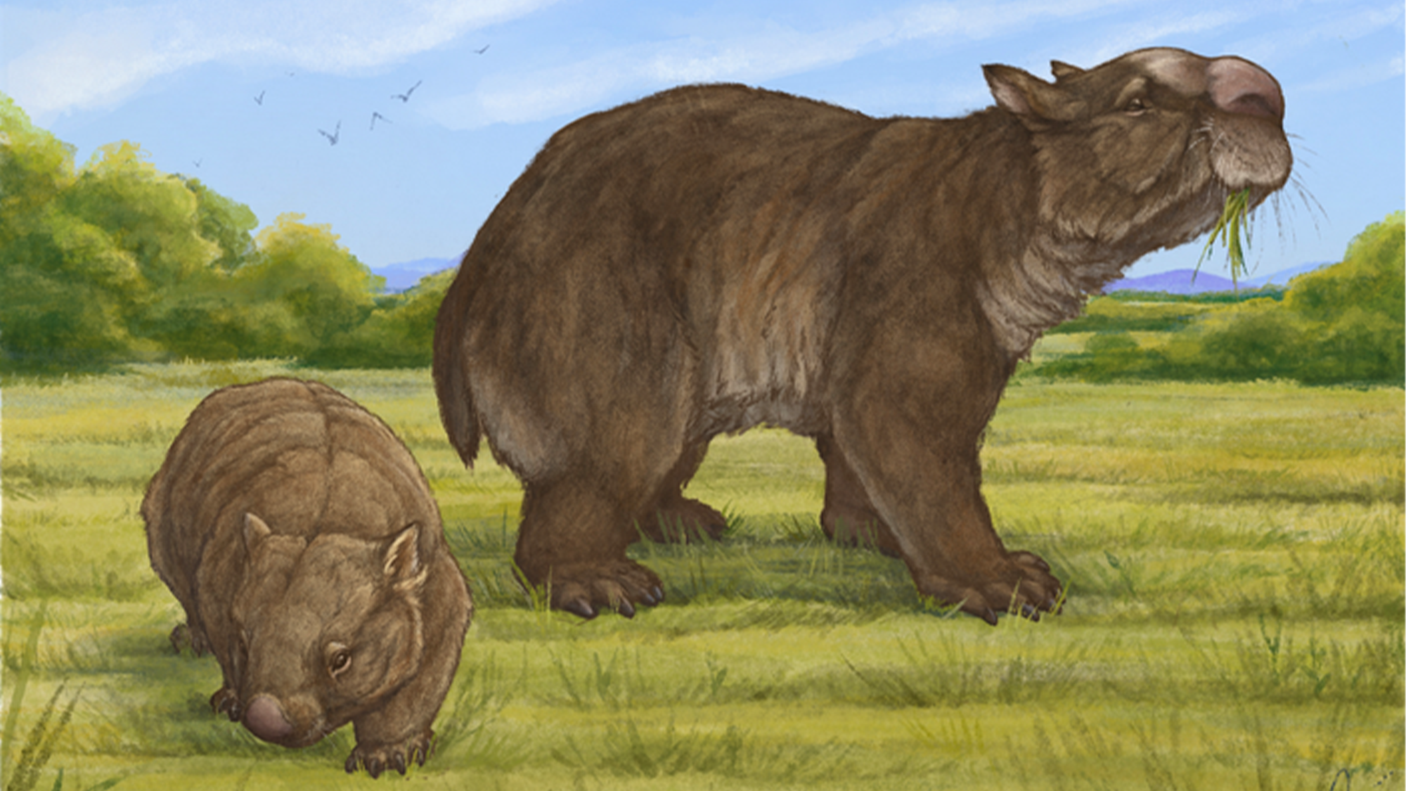 A reconstructed image of Ramsayia, alongside a modern day wombat.