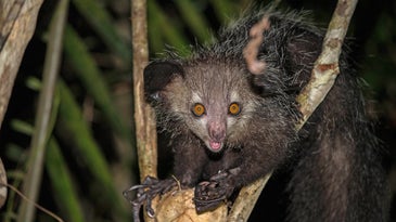 These long-fingered lemurs pick and eat their boogers, just like humans
