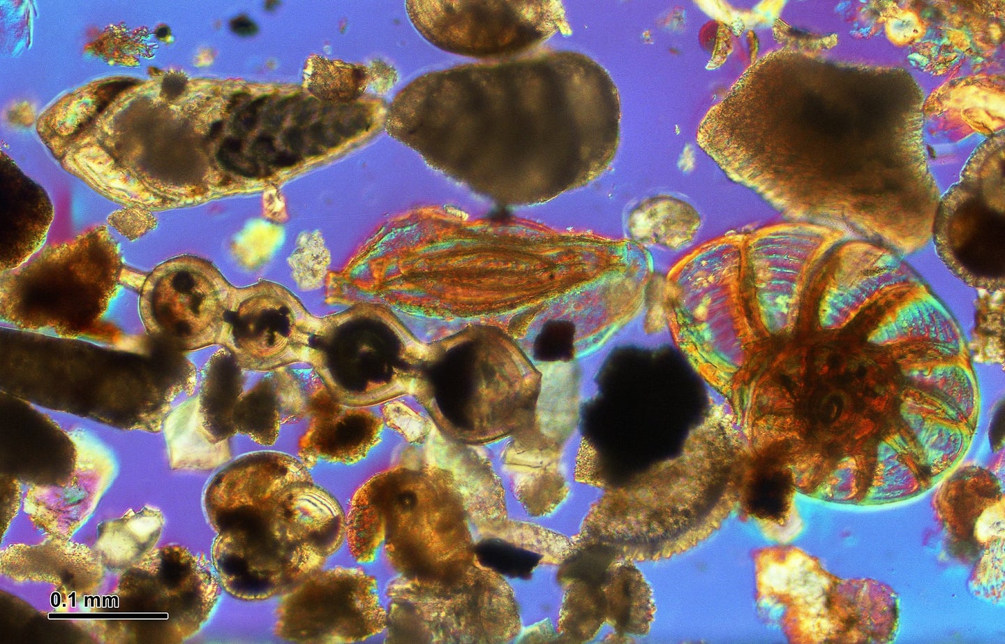 Foraminiferas are tiny marine organisms with intricate shells.