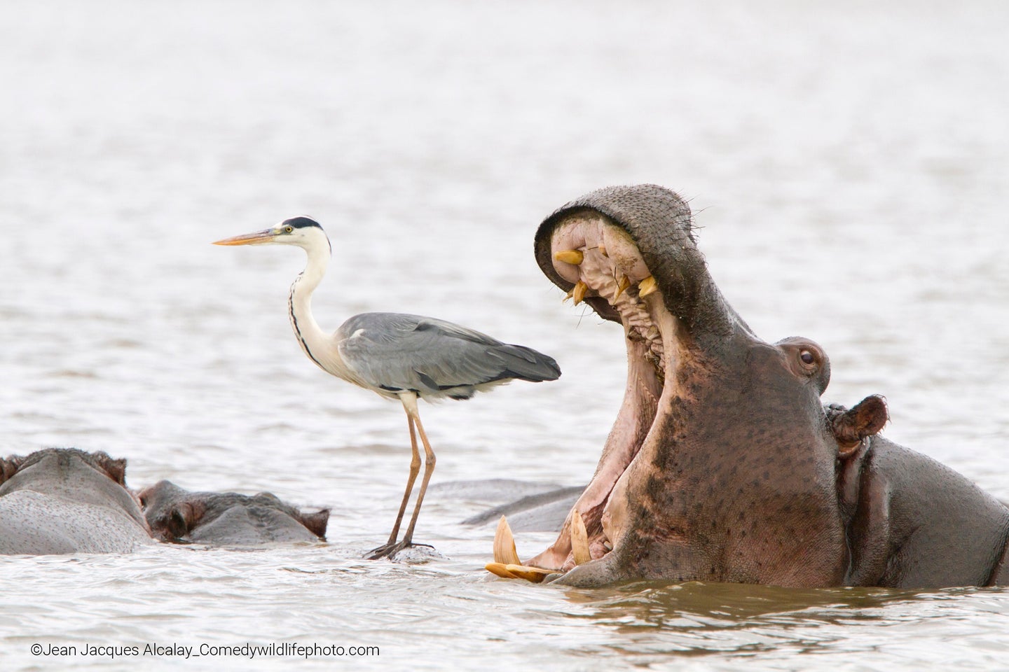 Hippo with its jaws open behind a heron in the water