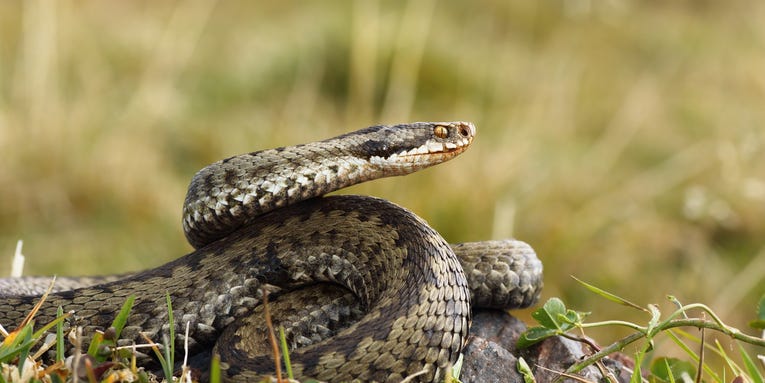 Scientists just found out female snakes have two clitorises