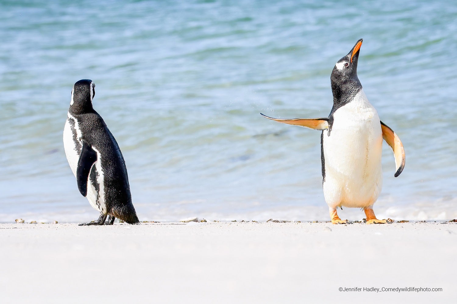 Gentoo penguin turning back and flipper to its mate along the ocean