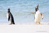 Gentoo penguin turning back and flipper to its mate along the ocean