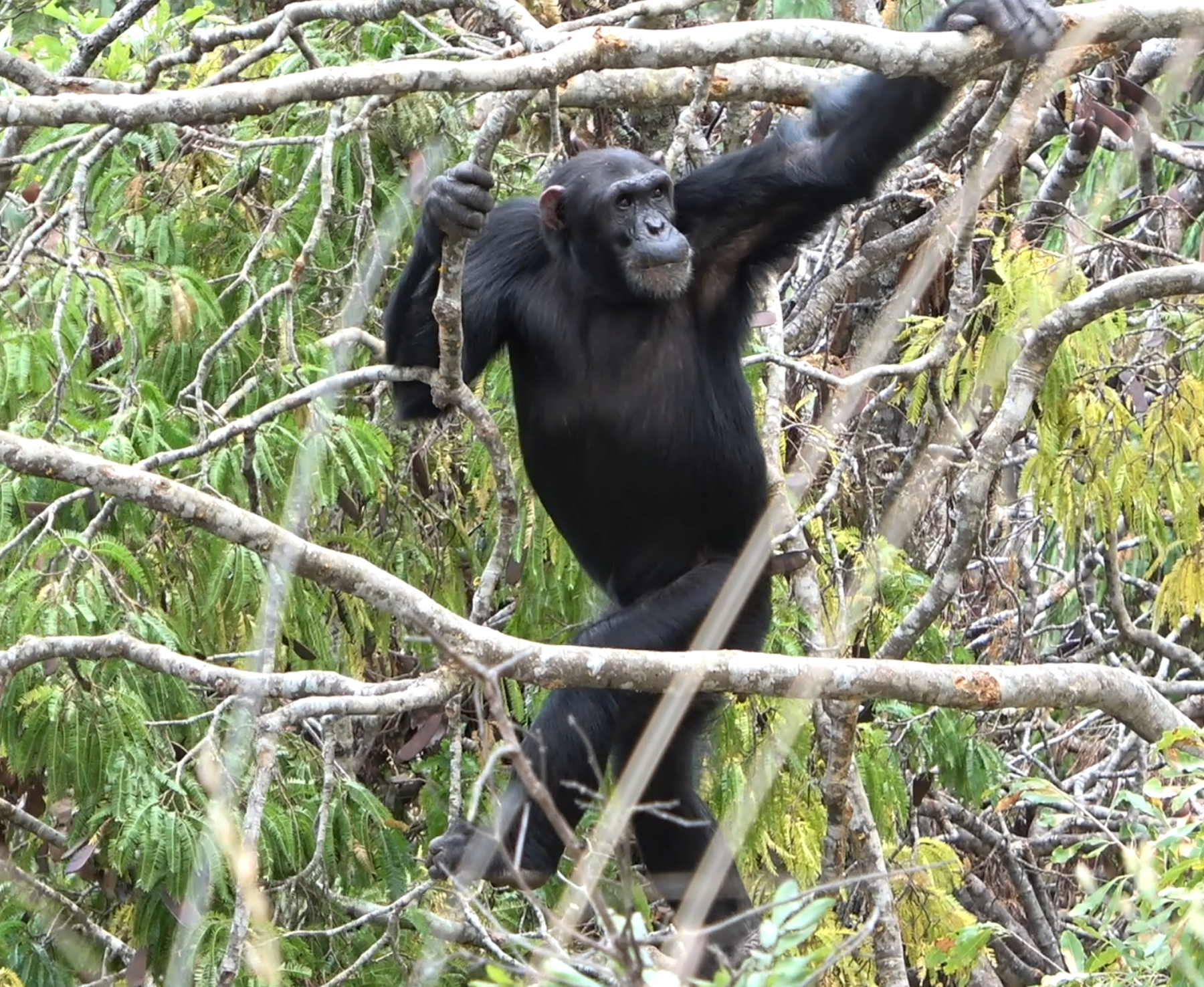 A chimp stands upright on his hind legs, up in trees.
