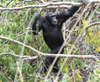 a chimp walks upright on two hind legs up in trees