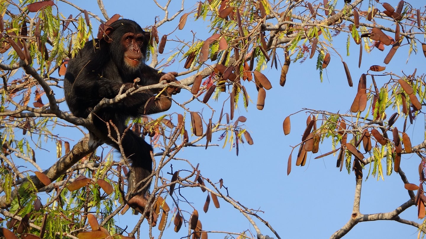 a young male chimp eating in a tree