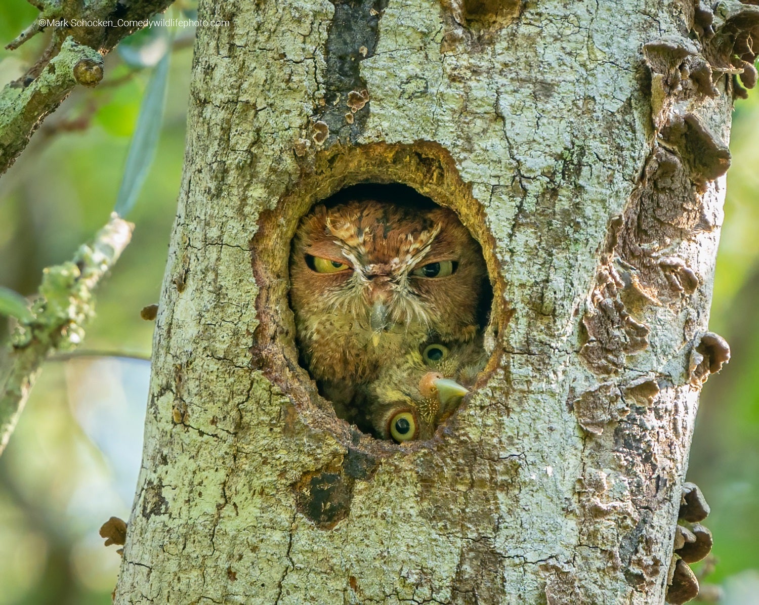 Eastern screech owl baby and mother squeezing their faces out of a nesting cavity