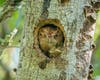 Eastern screech owl baby and mother squeezing their faces out of a nesting cavity