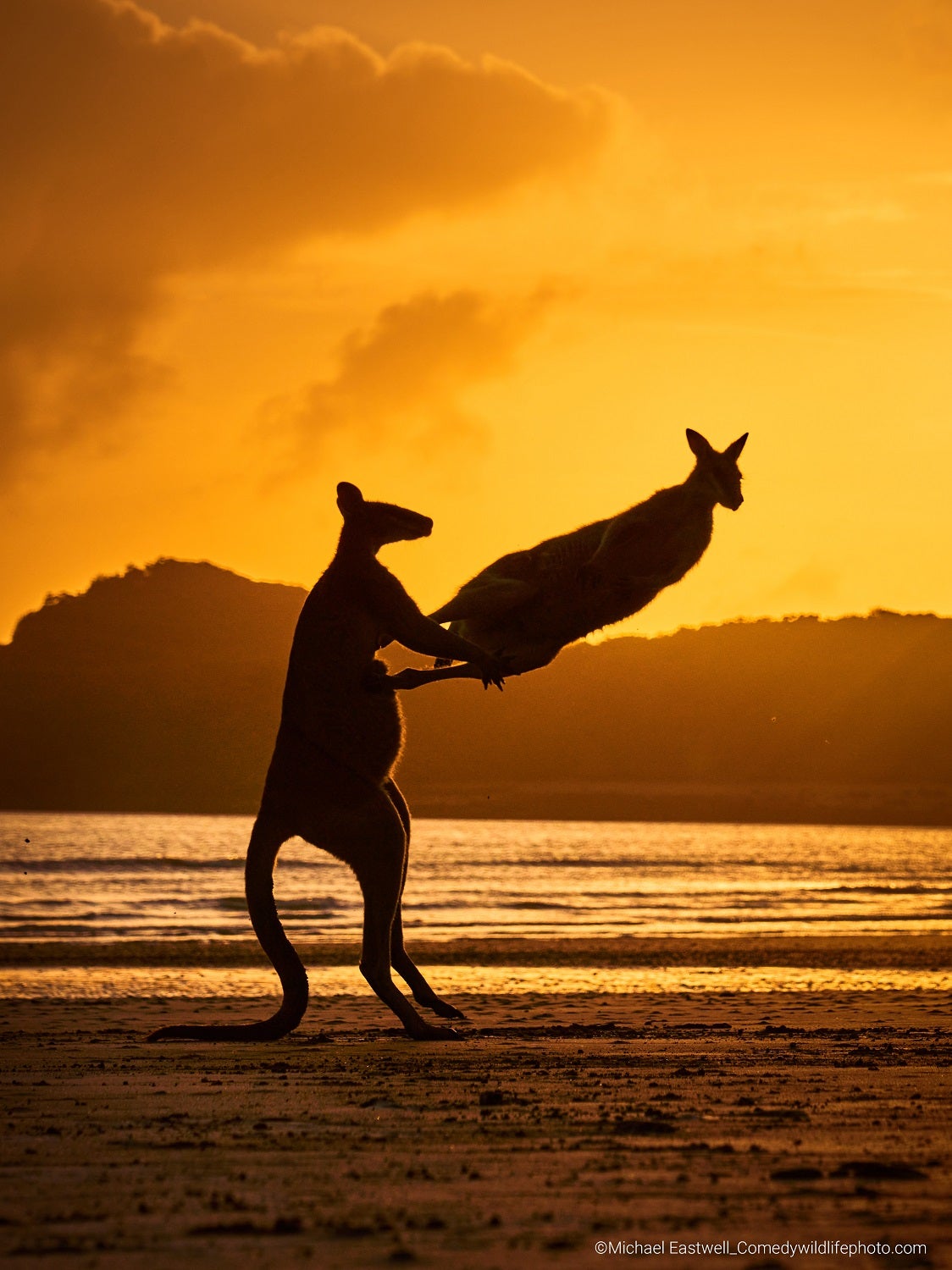 Two wallabies kicking each other on the beach against the sunrise