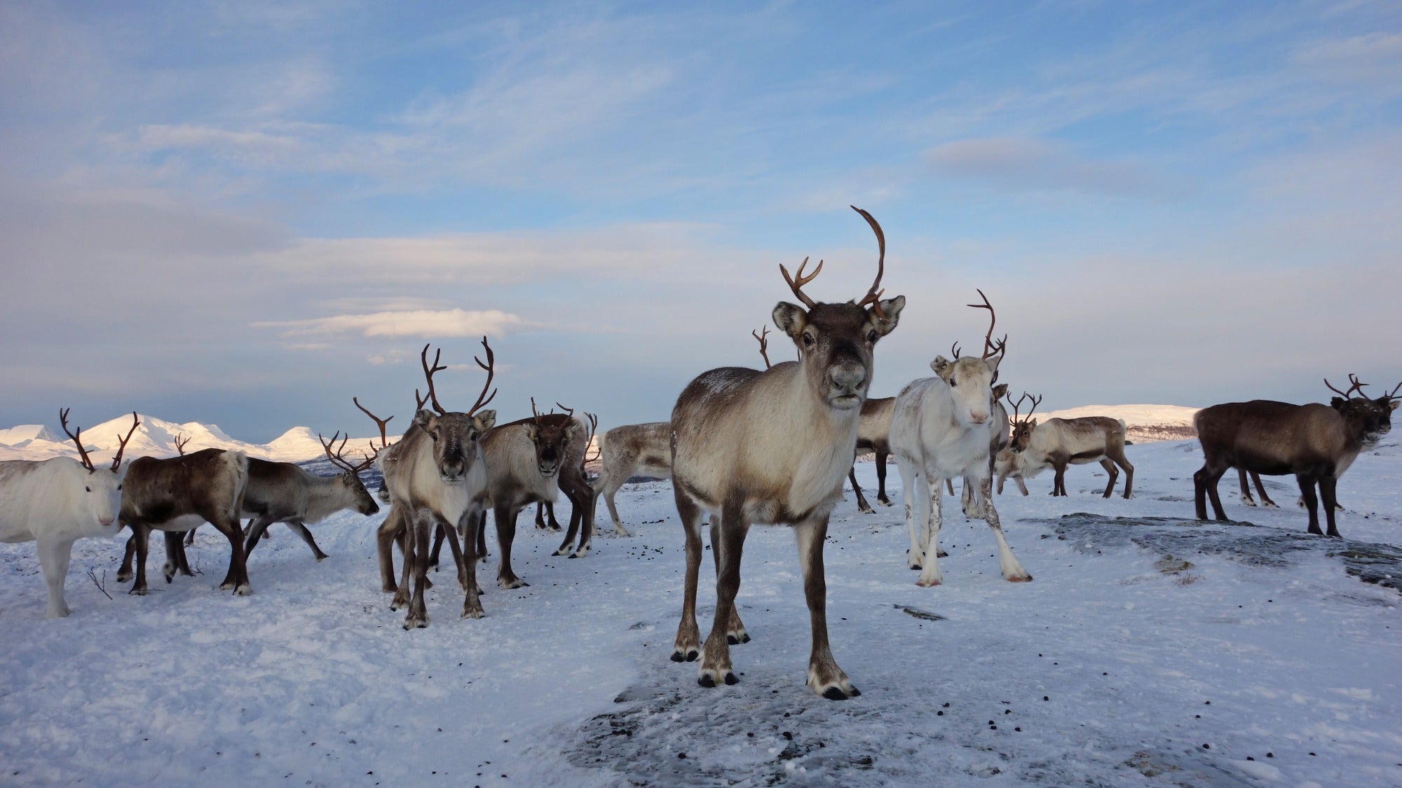 What more rain in the Arctic means for people, ecosystems, and wildlife thumbnail