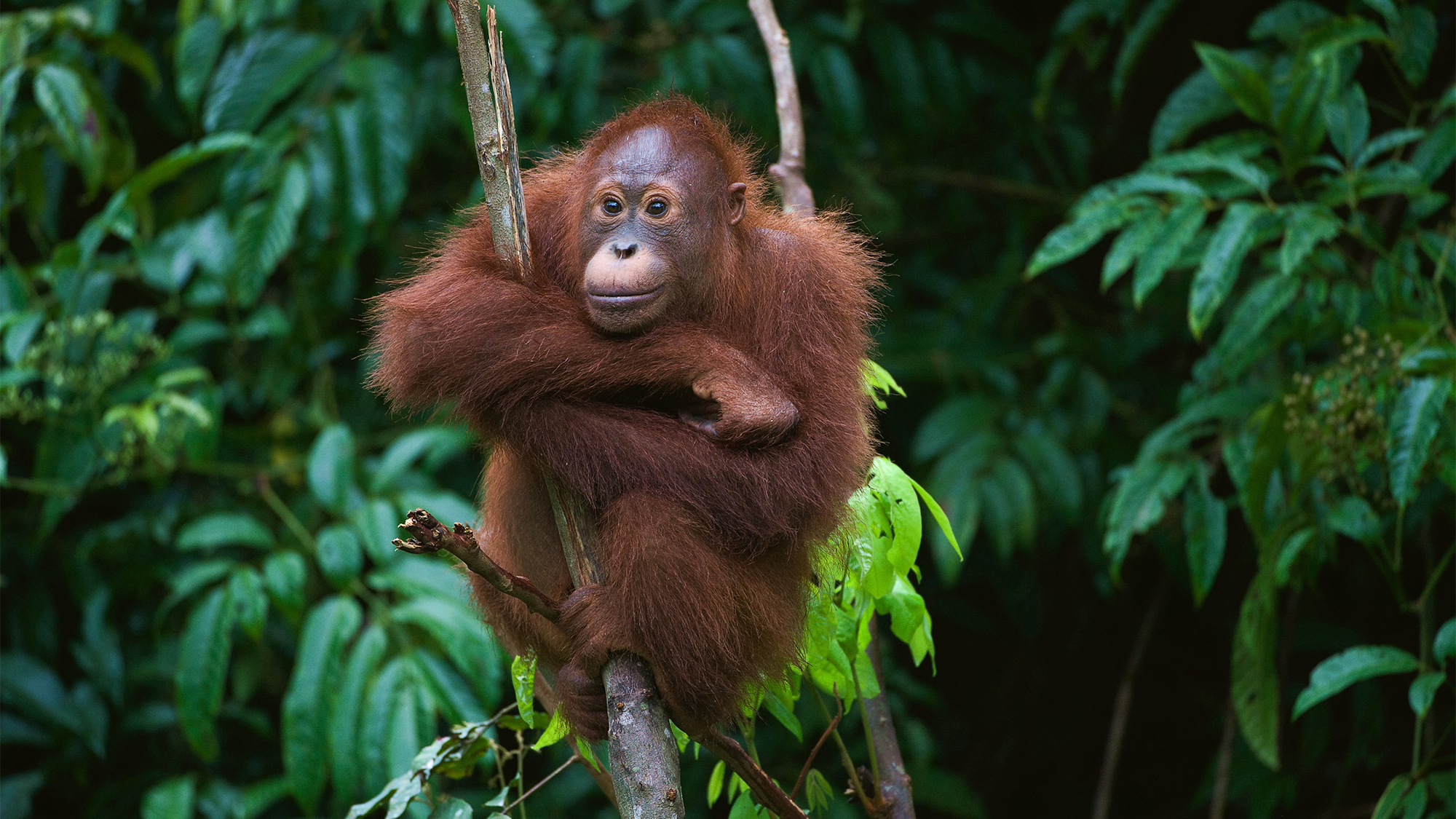 A young orangutan in a tree.