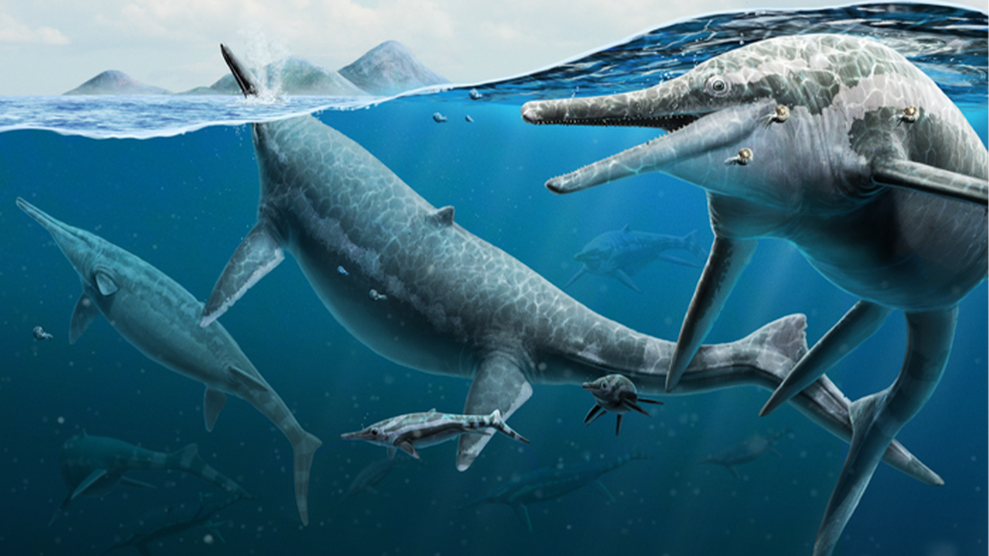 An illustration of adult and young of the ichthyosaur species (Shonisaurus popularis) chasing ammonoid prey 230 million years ago, in what is now Berlin-Ichthyosaur State Park in Nevada.