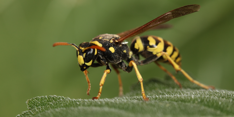 Male wasps use their genital spines to sting frogs (and people)