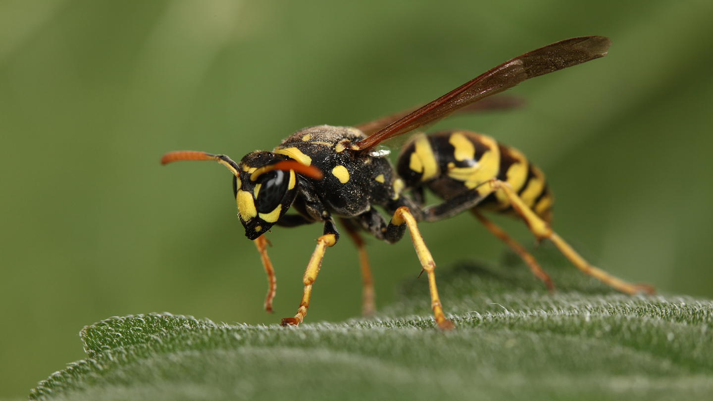 A yellow and black wasp lands on a green leaf.