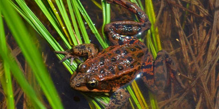 Certain funguses are deadly for frogs. Could ‘vaccinating’ them help?