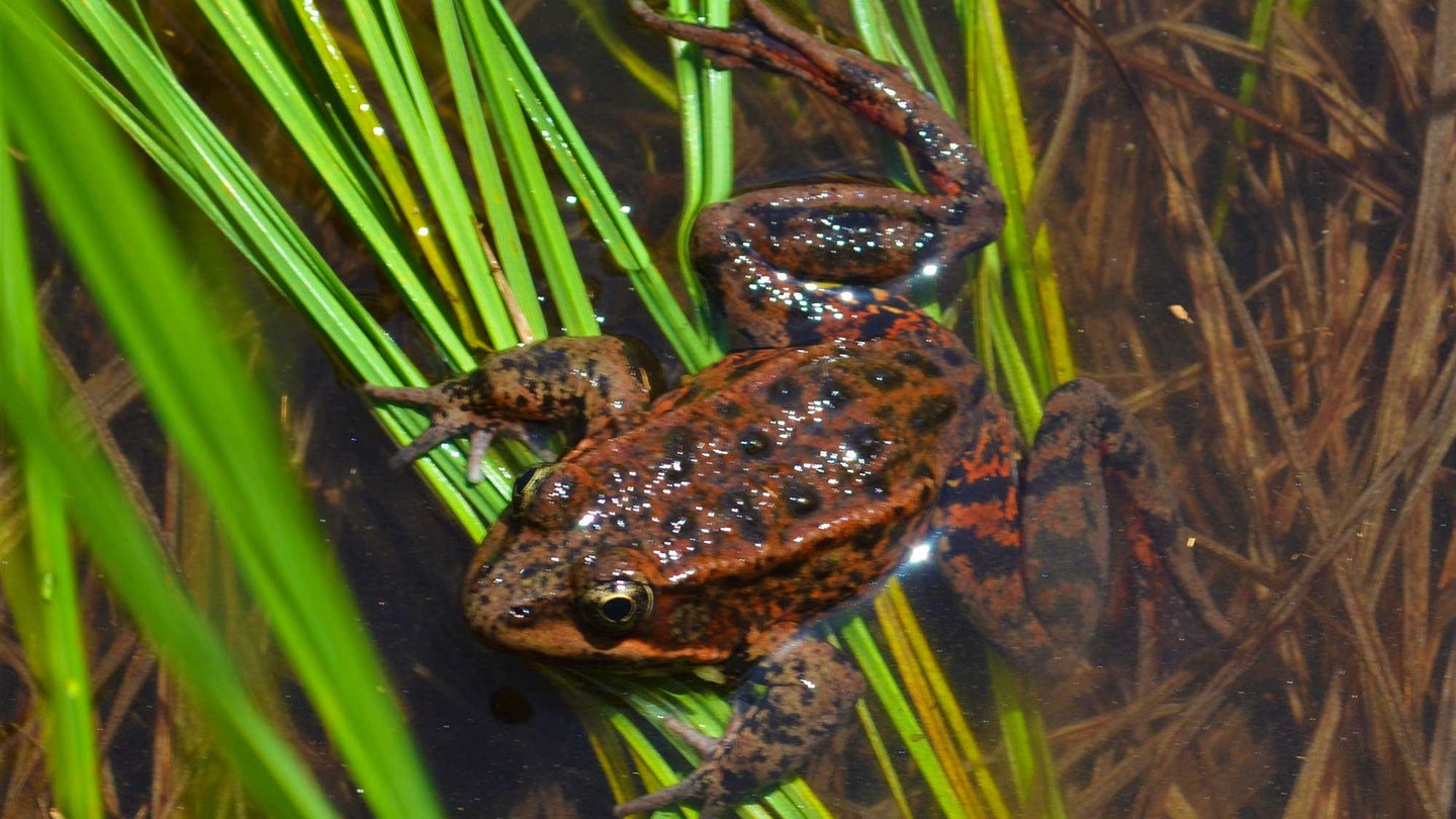 California red-legged frogs are threatened with extinction.