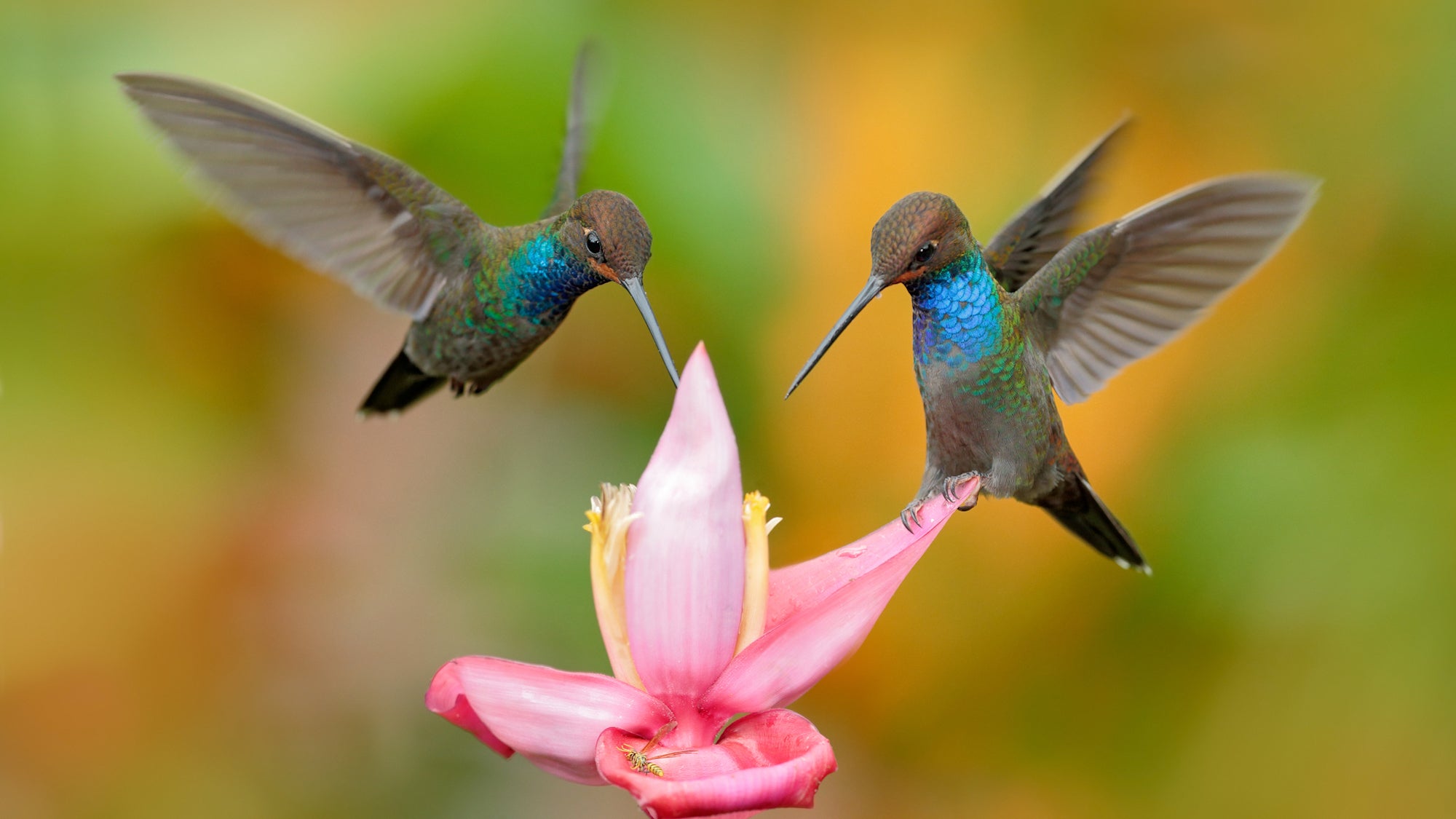 Los conocimientos sobre las alas de los colibríes brindan nuevas ideas para los drones |  Ciencia popular