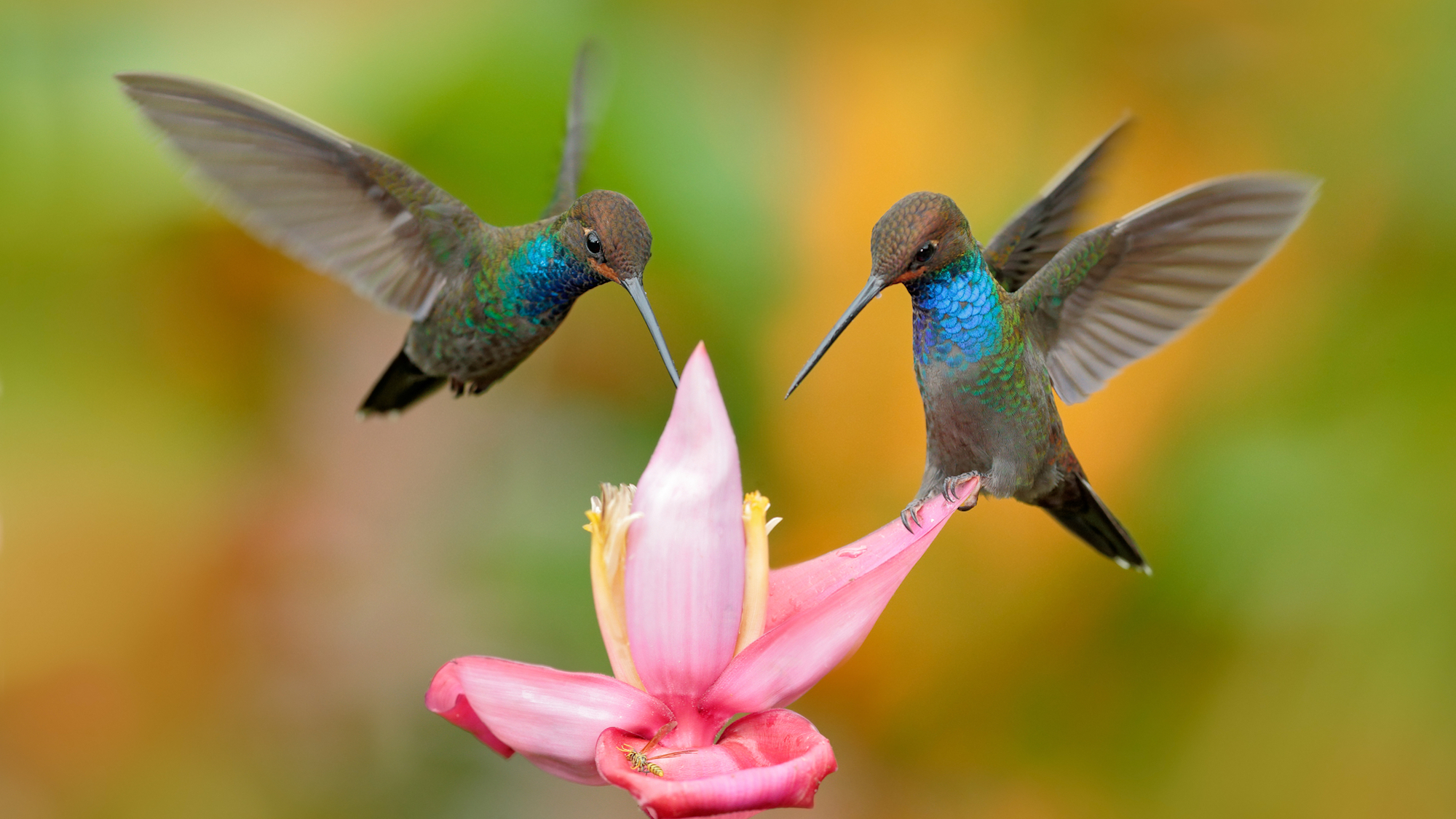 Two hummingbirds hovering above a pink flower