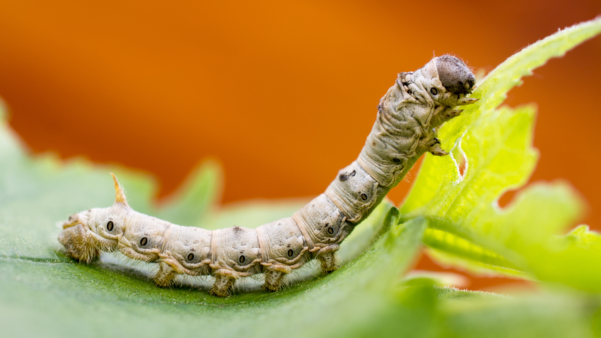 Macro photo of a silkworm eating a mulberry leaf