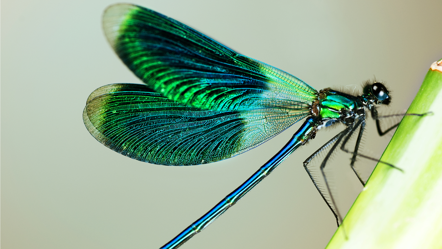 A bright blue and green dragonfly.